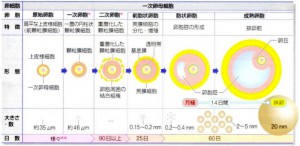 卵子の成長のおはなし | 広島市中区のルーチェ鍼灸院